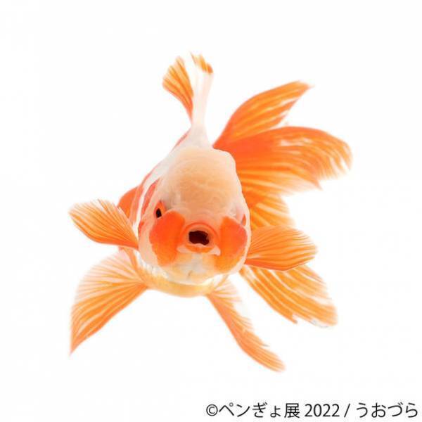 夏を感じる納涼アート！ペンギン×金魚の競演「ペンぎょ展 2022」　パワーアップして6/17～東京で開催！限定・新作グッズも販売