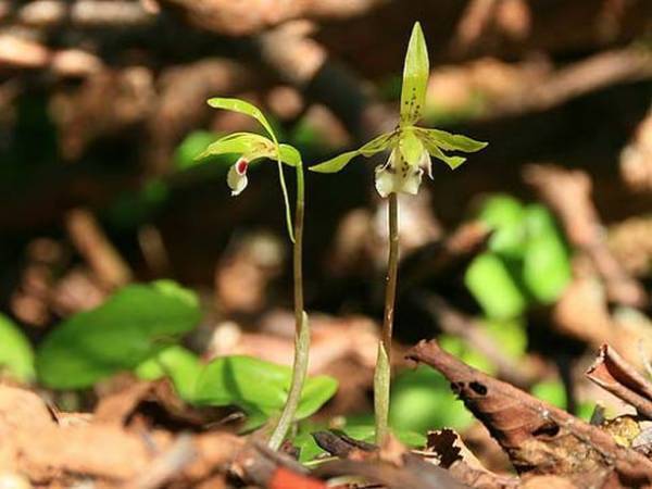 ワンコインで気軽に参加！池の平湿原「プチ」ガイドを6月18日(土)に開始