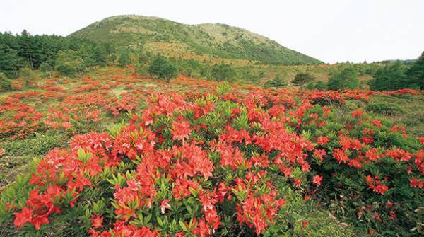 ワンコインで気軽に参加！池の平湿原「プチ」ガイドを6月18日(土)に開始
