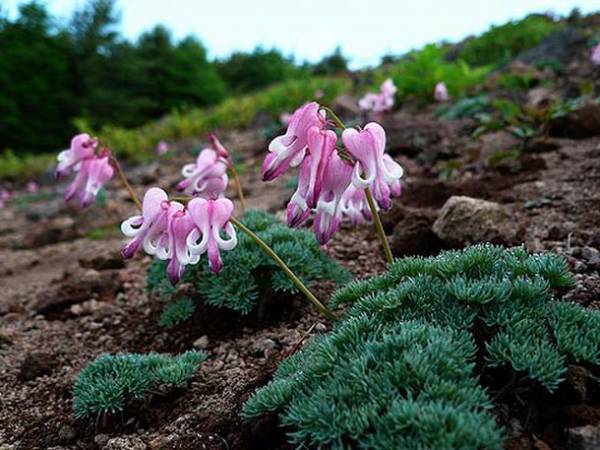 ワンコインで気軽に参加！池の平湿原「プチ」ガイドを6月18日(土)に開始