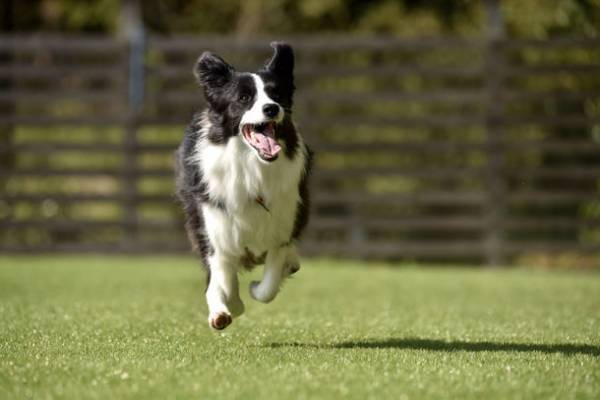 ペットと泊まれるオートキャンプサイトが追加！6月1日には宿泊者共用ドッグランをオープン予定　～THE FIVE RIVERS FINE GLAMPING群馬白沢～