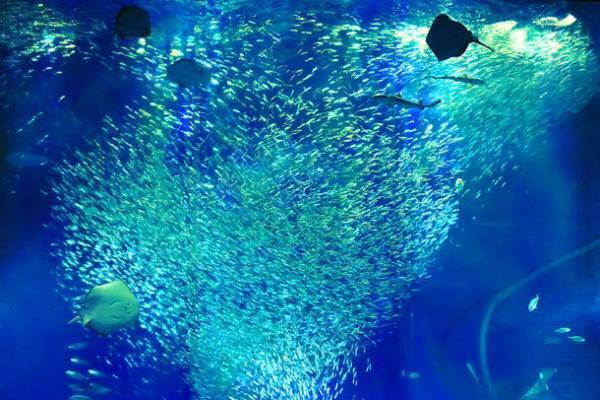 アクアワールド・大洗、特別版イルカ・アシカオーシャンライブをはじめとする2022年サマーイベント「SUMMER AQUAWORLD 2022　～HOT＆COOL～」が7月16日(土)～8月28日(日)に開催