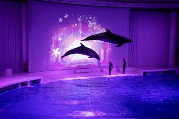 アクアワールド・大洗、特別版イルカ・アシカオーシャンライブをはじめとする2022年サマーイベント「SUMMER AQUAWORLD 2022　～HOT＆COOL～」が7月16日(土)～8月28日(日)に開催