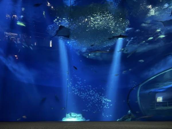 アクアワールド・大洗、特別版イルカ・アシカオーシャンライブをはじめとする2022年サマーイベント「SUMMER AQUAWORLD 2022　～HOT＆COOL～」が7月16日(土)～8月28日(日)に開催