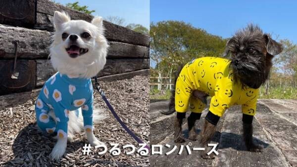 犬専門ブランド「WANDAWAY」、日本最大級の遊びの祭典「フィールドスタイル　シーサイドマーケット2022」に初出店
