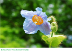 【六甲高山植物園】秘境に咲く神秘の花「ヒマラヤの青いケシ」が見頃を迎えました！