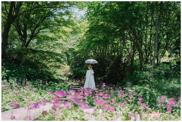 六甲高山植物園 花盛り！～重なり広がるピンク色の絨毯～約6,000株のクリンソウが見頃です！