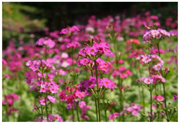 六甲高山植物園 花盛り！～重なり広がるピンク色の絨毯～約6,000株のクリンソウが見頃です！