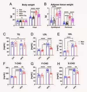 ビタミンEの一種であるトコトリエノールに抗肥満効果があることを発見