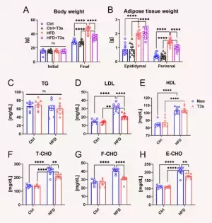 ビタミンEの一種であるトコトリエノールに抗肥満効果があることを発見