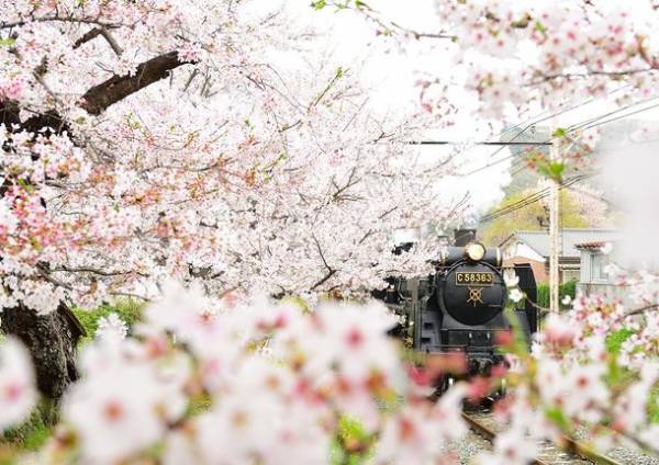 第19回秩父鉄道写真コンテスト応募開始！6/1(水)～7/31(日)　入賞作品の中から来年のカレンダーを作成