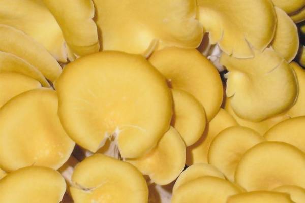 高級抗酸化成分エルゴチオネインを含むボタニカル化粧品原料「ホノクニタモギエキス」を配合したシャンプー・トリートメントが、6/30に販売スタート