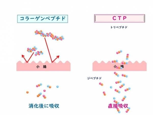 「次世代コラーゲン・カラダラボ」発足記念WEBセミナーを開催　海外で注目！肌だけじゃない“カラダのもと”となるコラーゲンのチカラ　最新トレンドからわかってきた、コラーゲンの賢い選び方