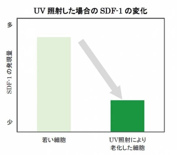 ヤグルマギクにシミ抑制に関わる真皮の「SDF-1」を増やす効果を発見　第75回日本酸化ストレス学会学術集会にて発表