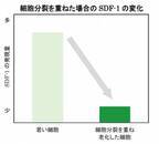ヤグルマギクにシミ抑制に関わる真皮の「SDF-1」を増やす効果を発見　第75回日本酸化ストレス学会学術集会にて発表