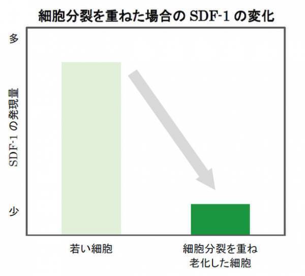 ヤグルマギクにシミ抑制に関わる真皮の「SDF-1」を増やす効果を発見　第75回日本酸化ストレス学会学術集会にて発表