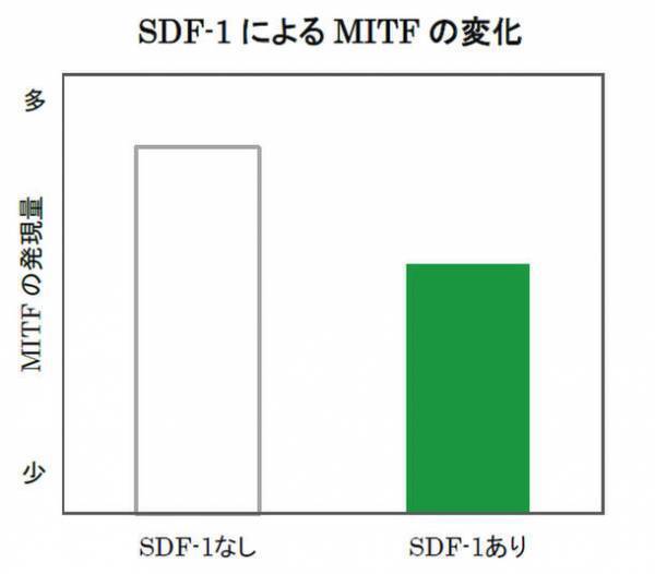 ヤグルマギクにシミ抑制に関わる真皮の「SDF-1」を増やす効果を発見　第75回日本酸化ストレス学会学術集会にて発表