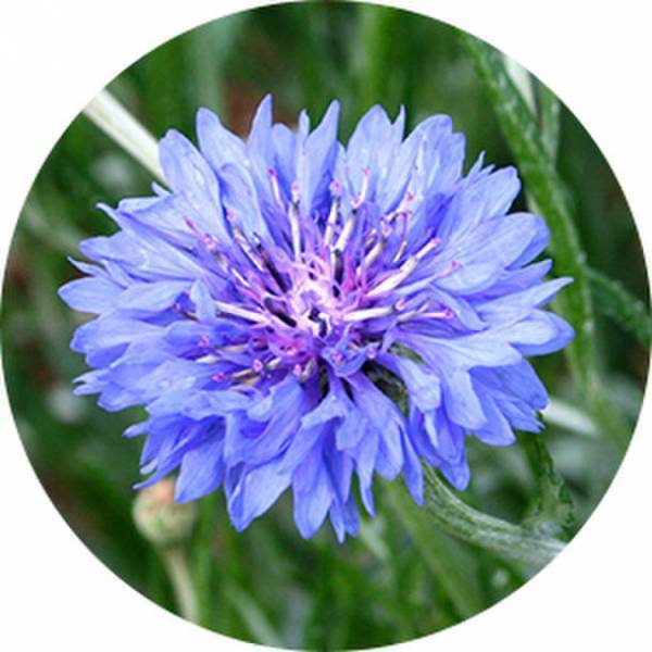 ヤグルマギクにシミ抑制に関わる真皮の「SDF-1」を増やす効果を発見　第75回日本酸化ストレス学会学術集会にて発表