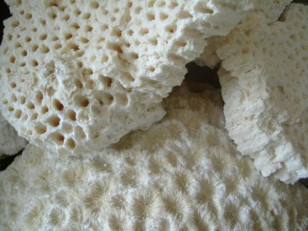 天然素材の組み合わせで健康的な口腔環境を実現　自然食品会社が独自開発した歯磨き粉「元気白い歯の素(GSE練歯みがき)」を5/2新発売