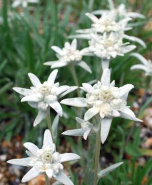 六甲高山植物園 高嶺の花コマクサとエーデルワイス が見頃です！
