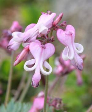 六甲高山植物園 高嶺の花コマクサとエーデルワイス が見頃です！