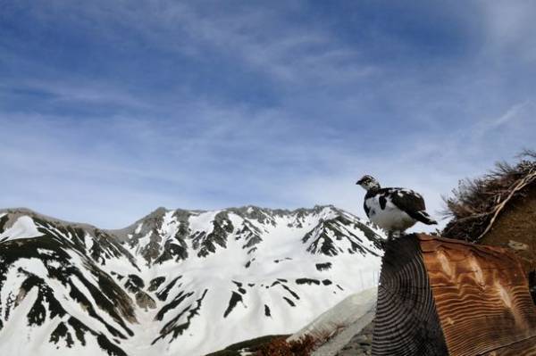 立山黒部アルペンルート、6月30日まで利用できるお得なキャンペーンきっぷとプランをインターネットで販売中！