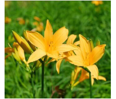 六甲高山植物園 高原に夏を呼ぶ花約1,000株のニッコウキスゲが見頃です！