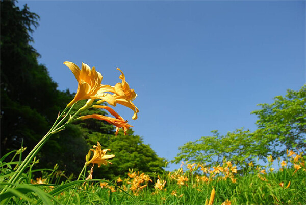 六甲高山植物園 高原に夏を呼ぶ花約1,000株のニッコウキスゲが見頃です！
