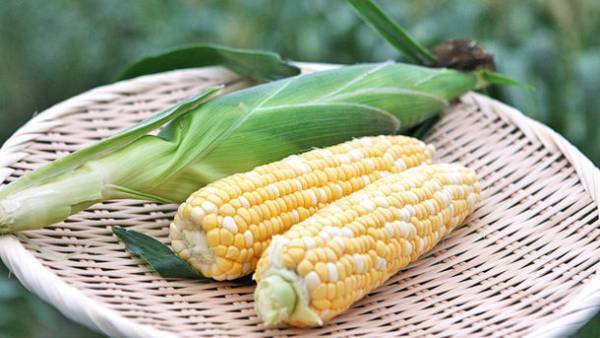 糖度18度以上「生でも食べられるとうもろこし」を限定販売！遠州森町の初夏の味、入手困難な遠州森鈴木農園「森のとうもろこし」を浜松駅「ギフトキヨスク」にて販売