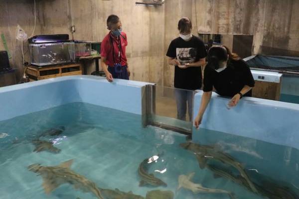 シロワニ誕生日スぺシャル　6月17日(金)より「アクアワールド・大洗」にて開催！