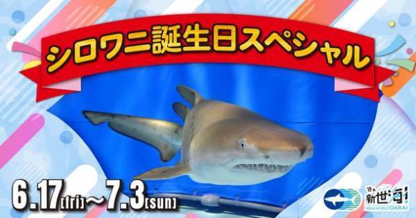 シロワニ誕生日スぺシャル　6月17日(金)より「アクアワールド・大洗」にて開催！