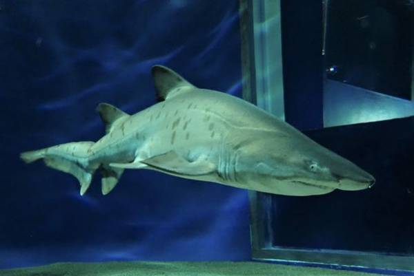 シロワニ誕生日スぺシャル　6月17日(金)より「アクアワールド・大洗」にて開催！