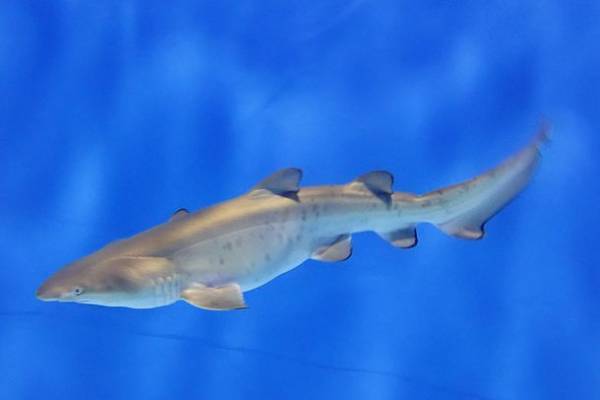 シロワニ誕生日スぺシャル　6月17日(金)より「アクアワールド・大洗」にて開催！