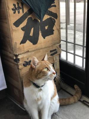 長野 善光寺近くの古民家ショップ「一十東団や(いちじゅうとうだんや)」ねこ店長から「オリジナル招福シール」を6月11日～29日にプレゼント