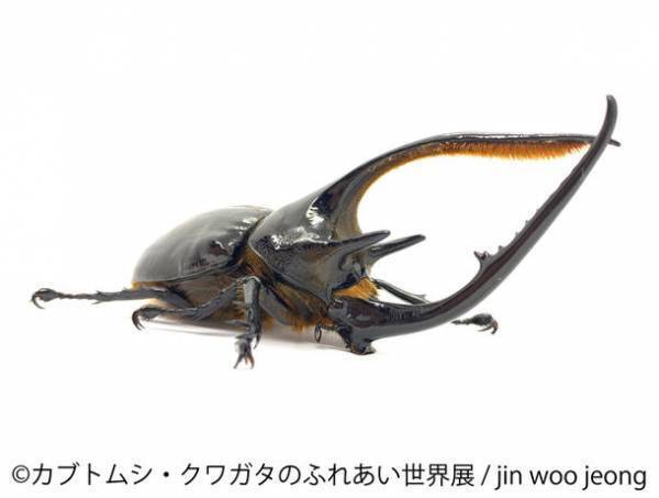 夏休みの醍醐味！カブトムシやクワガタなど昆虫作品大集結　ふれあえる体験コーナーなどワクワク満載の“昆虫の祭典”「カブトムシ・クワガタのふれあい世界展 2022」7/16(土)～開催