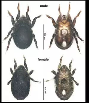 法政大学島野教授が投稿した「Twitterによって発見された新種ダニ」を見た一般の大学院生の投稿から、再び別の新種ダニを発見