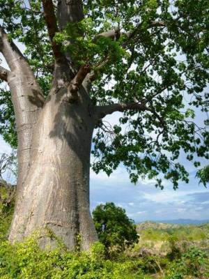 100％天然のバオバブオイル「n∞n(ぬ～ん)」が6月10日に発売！売り上げの一部はアフリカ・マラウイにバオバブ基金として寄付