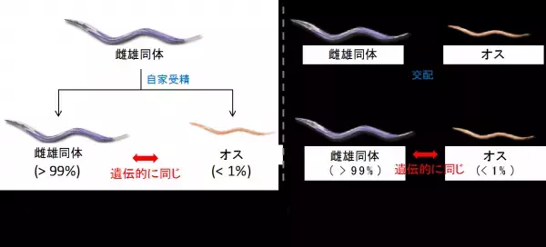 線虫の性はランダムに決まる！？線虫の性決定には発生ノイズの影響が大きいことが判明