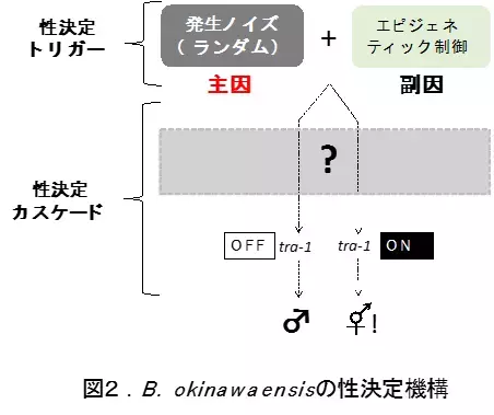 線虫の性はランダムに決まる！？線虫の性決定には発生ノイズの影響が大きいことが判明