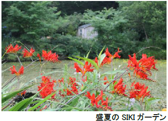 ROKKO森の音ミュージアム【6月中旬～7月中旬】バラが見頃を迎えます！