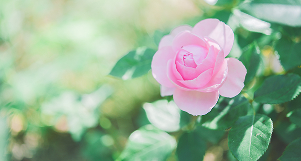 ROKKO森の音ミュージアム【6月中旬～7月中旬】バラが見頃を迎えます！