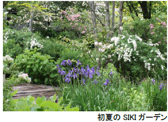 ROKKO森の音ミュージアム【6月中旬～7月中旬】バラが見頃を迎えます！