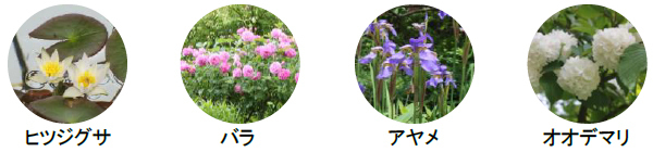 ROKKO森の音ミュージアム【6月中旬～7月中旬】バラが見頃を迎えます！