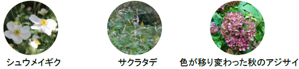 ROKKO森の音ミュージアム【6月中旬～7月中旬】バラが見頃を迎えます！