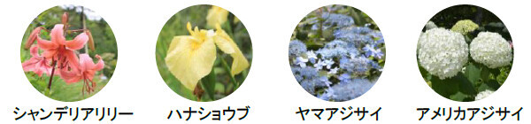 ROKKO森の音ミュージアム【6月中旬～7月中旬】バラが見頃を迎えます！