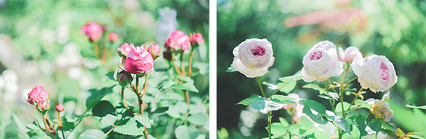 ROKKO森の音ミュージアム【6月中旬～7月中旬】バラが見頃を迎えます！