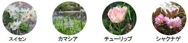 ROKKO森の音ミュージアム【6月中旬～7月中旬】バラが見頃を迎えます！