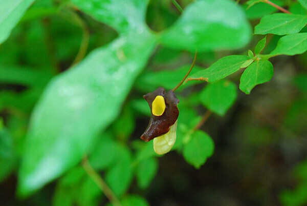 六甲高山植物園 牧野富太郎ゆかりの植物六甲山で発見されたアリマウマノスズクサ開花！