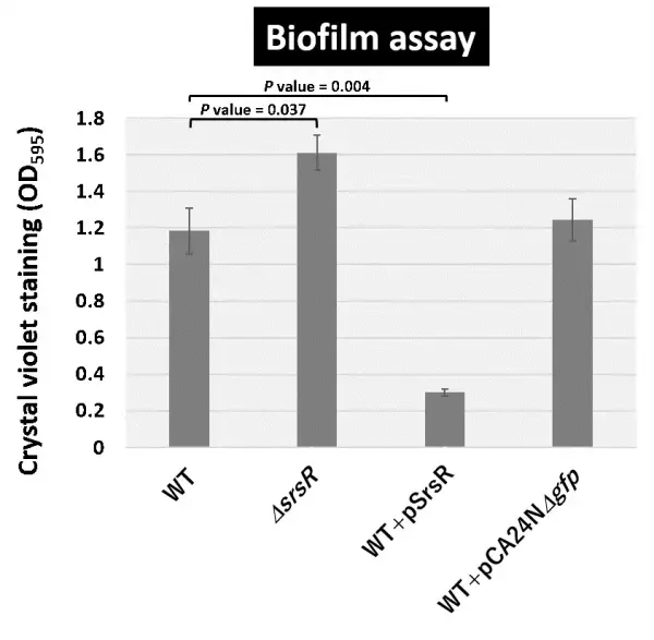 微生物の定常期ストレス応答のための新規転写因子を同定