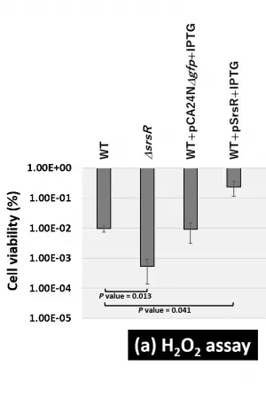 微生物の定常期ストレス応答のための新規転写因子を同定